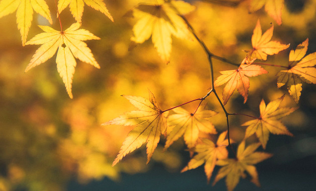 电信话务员个人年度工作总结2025